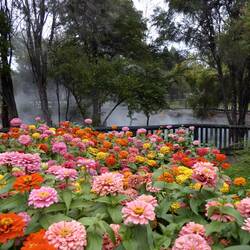 Such a contrast between vibrant flowers and the steam.