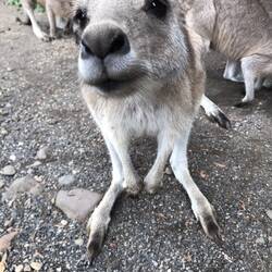 Kurious Kangaroo