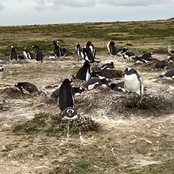 Piles of poop everywhere at the nests.