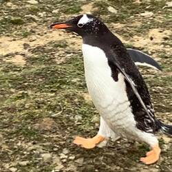 They can really move fast.