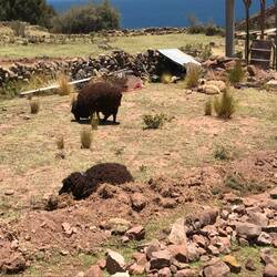 Stone corral to maintain sheep.