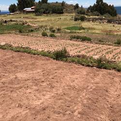 A Tequile Island farm