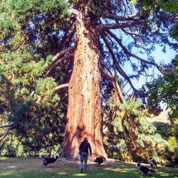 Giant Sequoia tree. Connie and 4 dogs.