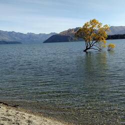 The most photographed tree in NZ