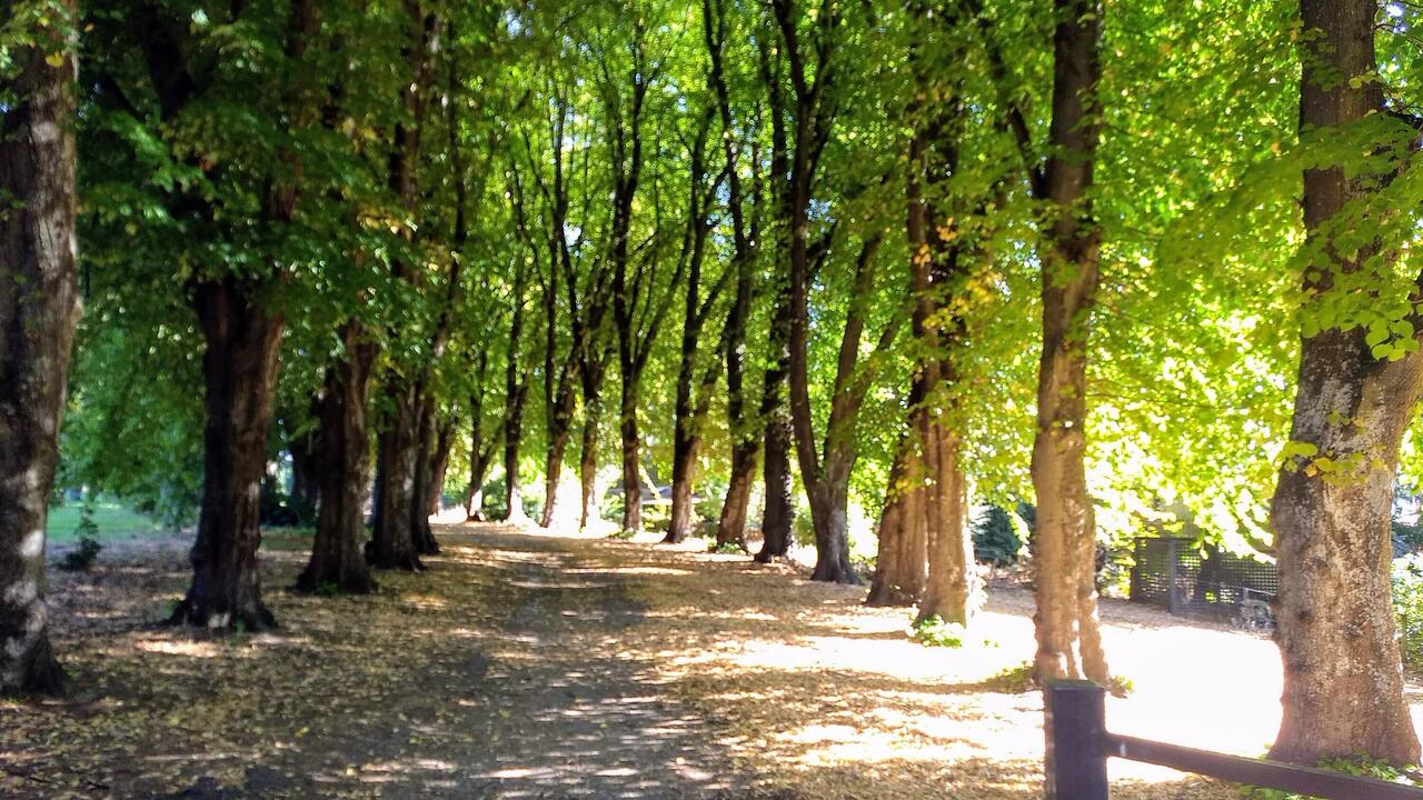 The enticing tree-lined trail to the park