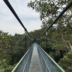"Tree Top Walk"