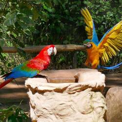 Im Papageien-Käfig😍