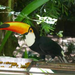 Wahnsinn, die strahlenden Farben des Tucans!😍
