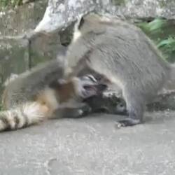 Die halbzahmen und überall-abzutreffenden-aber-trotzdem-herzigen Koatis😉