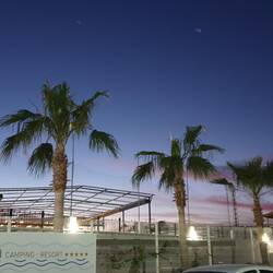 Und wieder einmal Palmen