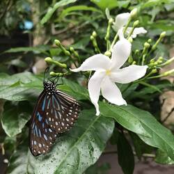 Schmetterling Nahaufnahme