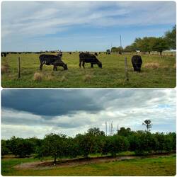 Pastoral drive to Sarasota