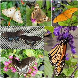 Butterfly Garden