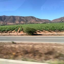 Irrigated vinyards surrounded by mountains.