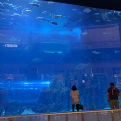Aquarium in der Dubai Mall