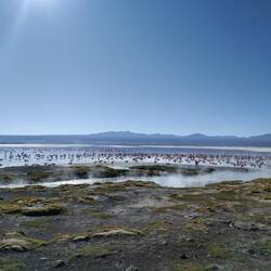 Flamingos am der Laguna Colorada