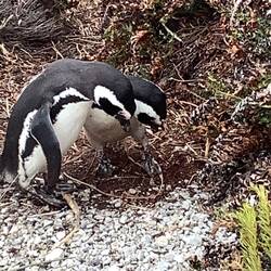 Two penguins compare notes.