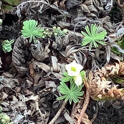 Pretty flower in the midst of rough ground.