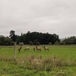 Wildtierzucht auf dem Weg durch das Farmland