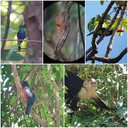 Kolibri Gecko, Tukan, / Trogon/Quetzal, Kapuzineraffe