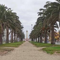 Das letzte Stück einer sehr langen Palmenallee Richtung Strand (Via de la Mar)