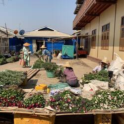 Flower market. Flowers grown on floating island gardens