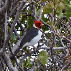 A yellow billed cardinal