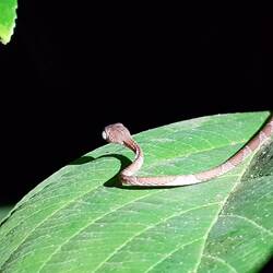 Schlange auf der Pirsch