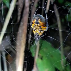 Spider im Netz