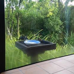 Tui from the kitchen window