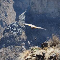 They come by fast. Tough to get great pictures.