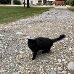 Die süße Katze vom Campingplatz