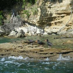 Black Oyster Catchers
