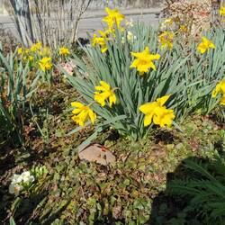 Frühling in Buri