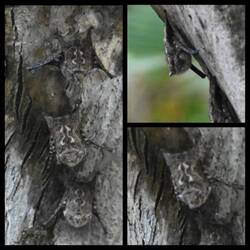 Langnasen Fledermaus