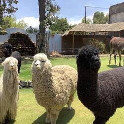 Alpacas.