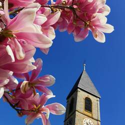 Spring finally is arrived 🌺🏵️🌹🌼!