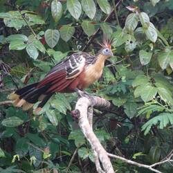 Hoatzin oder Schopfhuhn