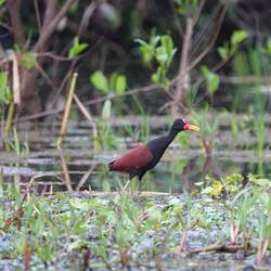 Wattled jacana Wasserhuhn