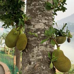 Jack fruit