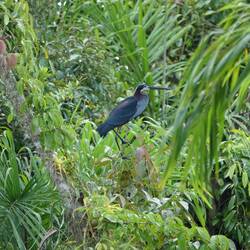 Agami Heron - Speerreiher