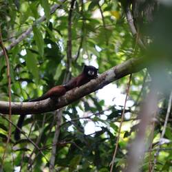 Braunrückentamarin / Sattel Tamarin