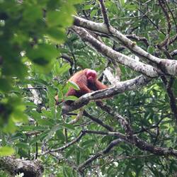 roter Uakari oder Scharlachgesicht... im Volksmund auch Englischmanngesicht