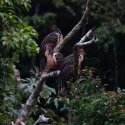 Hoatzin