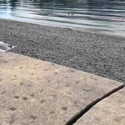 Video mit Möve 😝