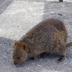 Quokka