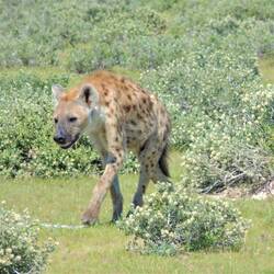 Spotted: hyena