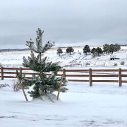 Familiar view from our basement window — Colorado Springs, Colorado.