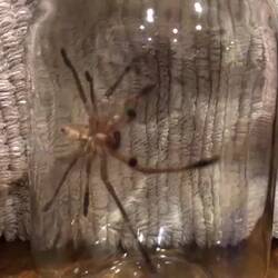 A friend in our bedroom!