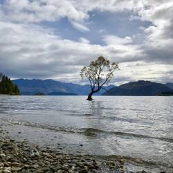 Der "Wanaka Baum"